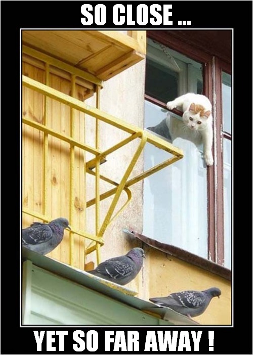 This Cat Is A Keen Birdwatcher ! | SO CLOSE ... YET SO FAR AWAY ! | image tagged in cats,birdwatching,pigeons | made w/ Imgflip meme maker