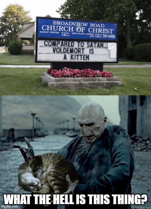 GUES THEY DONT LIKE HARRY POTTER | WHAT THE HELL IS THIS THING? | image tagged in harry potter,voldemort,stupid signs,cats | made w/ Imgflip meme maker