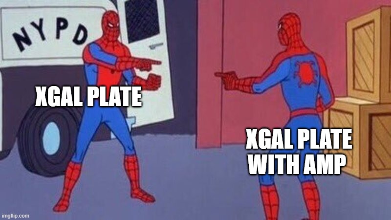spiderman pointing at spiderman | XGAL PLATE; XGAL PLATE WITH AMP | image tagged in spiderman pointing at spiderman | made w/ Imgflip meme maker