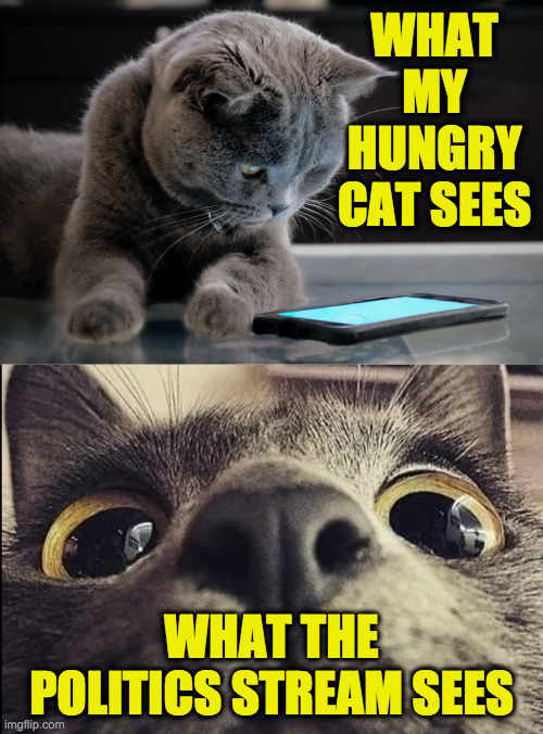 I'd stay in there if I were you. | WHAT MY HUNGRY CAT SEES; WHAT THE POLITICS STREAM SEES | image tagged in memes,hungry cat,politics | made w/ Imgflip meme maker
