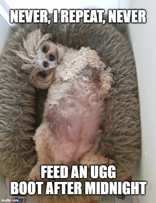 Ugg Boot | NEVER, I REPEAT, NEVER; FEED AN UGG BOOT AFTER MIDNIGHT | image tagged in gremlins,dog | made w/ Imgflip meme maker