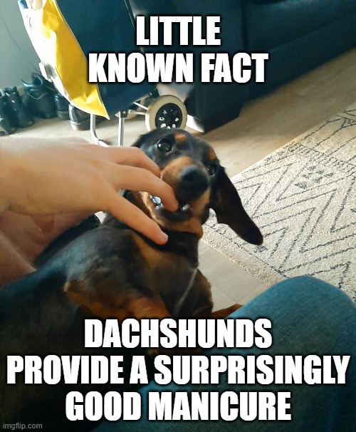 Manicure | LITTLE KNOWN FACT; DACHSHUNDS PROVIDE A SURPRISINGLY GOOD MANICURE | image tagged in dachshund,dog | made w/ Imgflip meme maker
