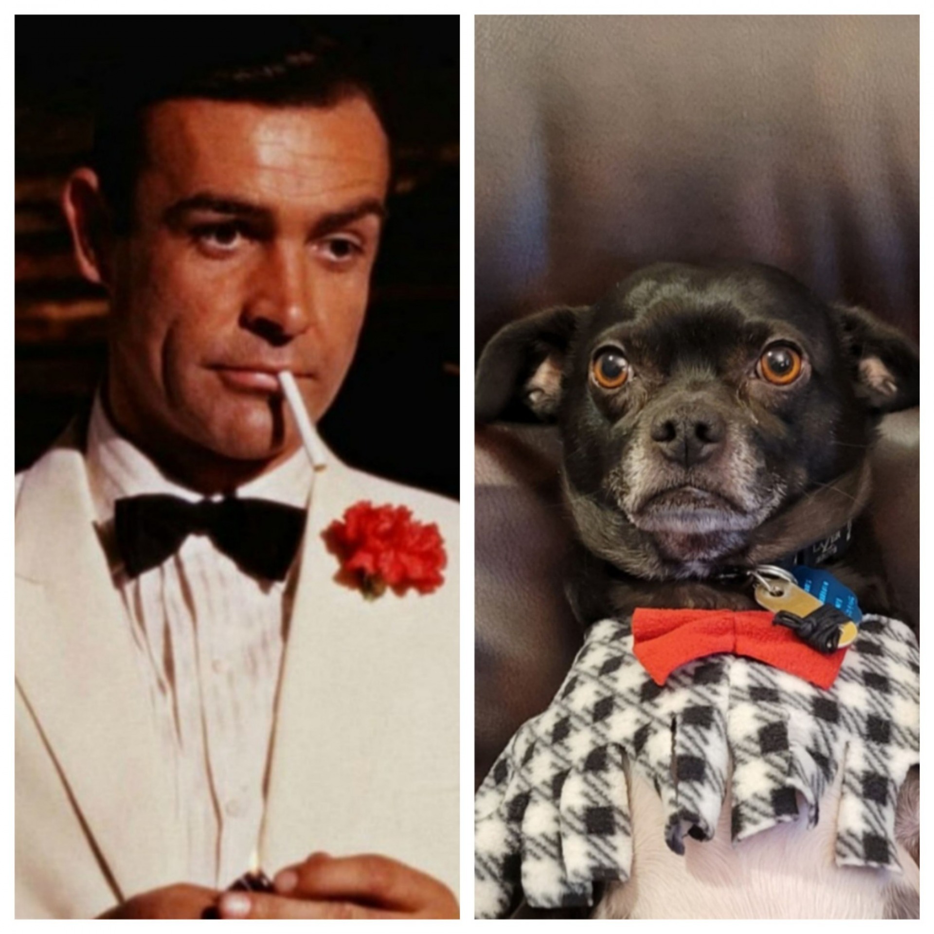 Bond Villain Dog Blank Meme Template