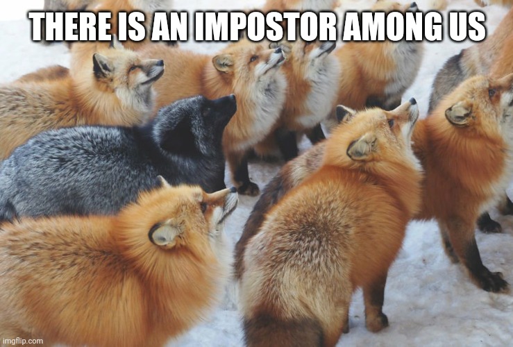 Amo | THERE IS AN IMPOSTOR AMONG US | image tagged in fox,among us | made w/ Imgflip meme maker