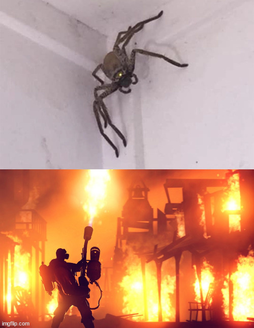 "Honey there's a spider in the house" | image tagged in spidr,memes,funny | made w/ Imgflip meme maker