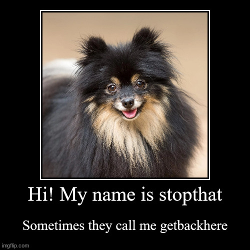 "Hi! my name is stop that" | image tagged in funny,demotivationals,dogs | made w/ Imgflip demotivational maker