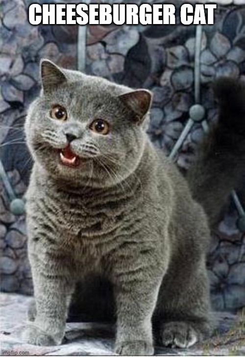 I can has cheezburger cat | CHEESEBURGER CAT | image tagged in i can has cheezburger cat | made w/ Imgflip meme maker