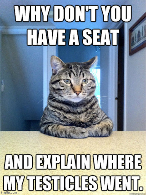 Have a chat | image tagged in memes,funny,cats | made w/ Imgflip meme maker