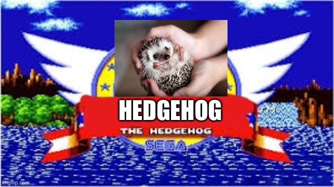 blank the hedgehog | HEDGEHOG | image tagged in blank the hedgehog | made w/ Imgflip meme maker