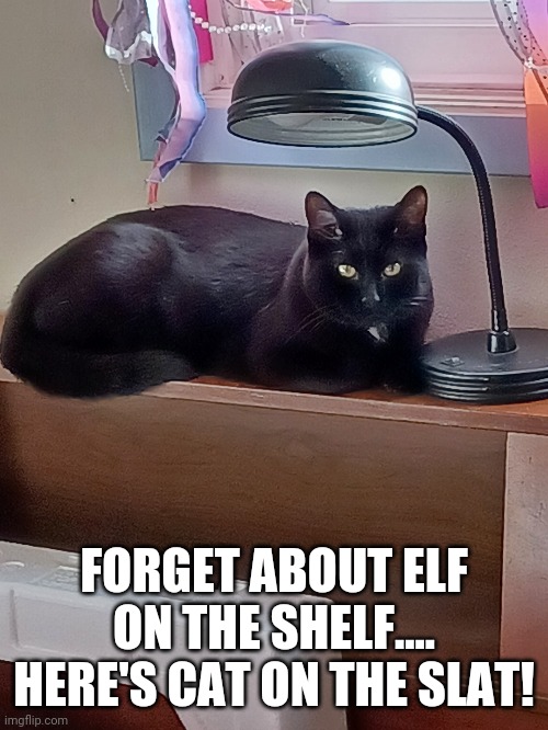 Elf On The Shelf? | FORGET ABOUT ELF ON THE SHELF....
HERE'S CAT ON THE SLAT! | image tagged in elf on the shelf | made w/ Imgflip meme maker