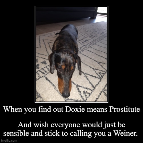 Weiner | When you find out Doxie means Prostitute | And wish everyone would just be sensible and stick to calling you a Weiner. | image tagged in funny,demotivationals,dog,weiner | made w/ Imgflip demotivational maker