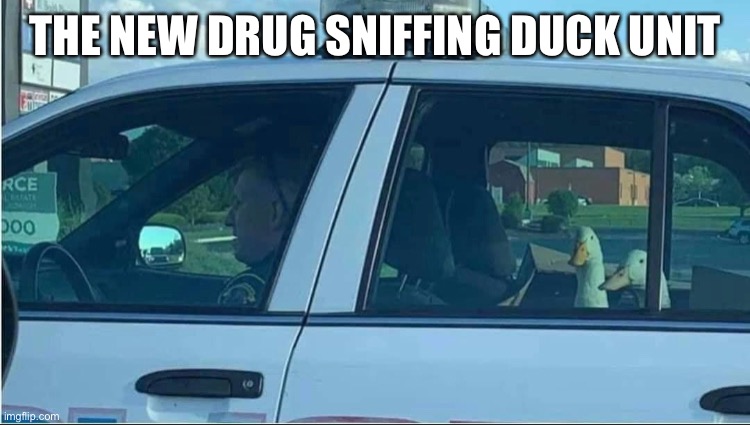 Drug Sniffing Duck Unit | THE NEW DRUG SNIFFING DUCK UNIT | image tagged in police,k9,drugs,ducks | made w/ Imgflip meme maker
