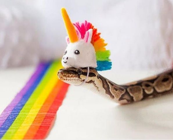 Unicorn Snake Blank Meme Template