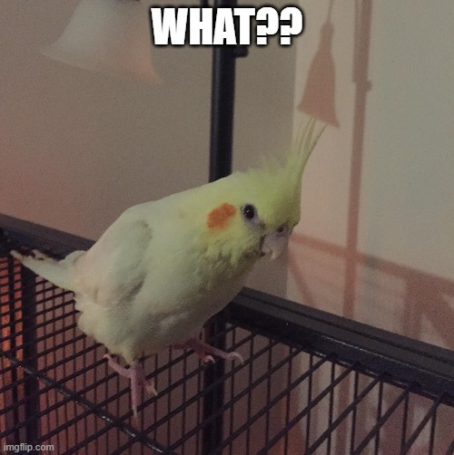 What??? WHAT????? | WHAT?? | image tagged in funny animals | made w/ Imgflip meme maker