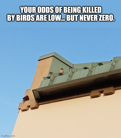 Watch out for them birds | YOUR ODDS OF BEING KILLED BY BIRDS ARE LOW... BUT NEVER ZERO. | image tagged in birds | made w/ Imgflip meme maker