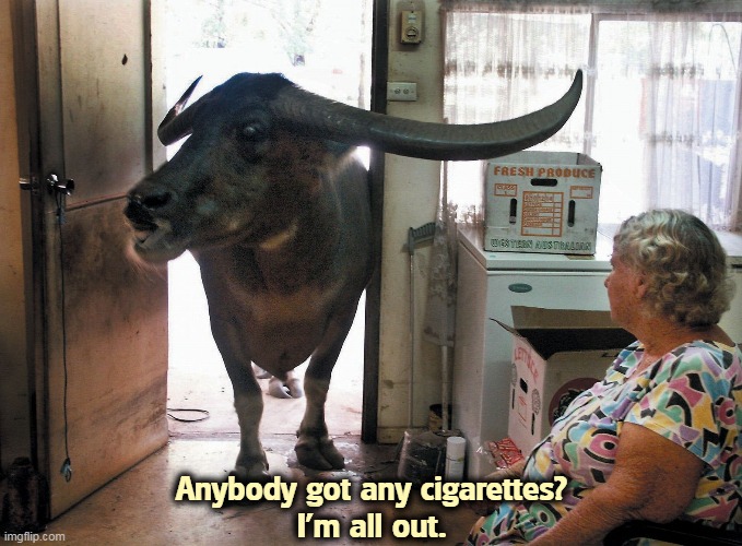 Anybody got any cigarettes?
I'm all out. | image tagged in animals,cigarettes | made w/ Imgflip meme maker