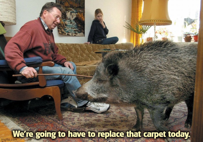 Somebody open a window! |  We're going to have to replace that carpet today. | image tagged in animals,pig | made w/ Imgflip meme maker
