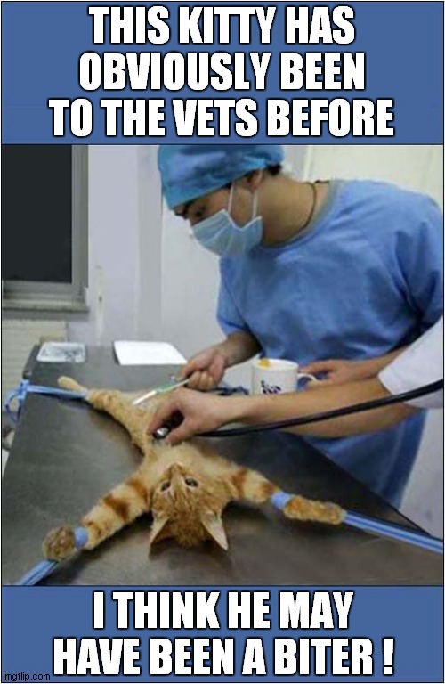 A Cat Lashed To Vets Table | THIS KITTY HAS OBVIOUSLY BEEN TO THE VETS BEFORE; I THINK HE MAY HAVE BEEN A BITER ! | image tagged in cats,vets,operation | made w/ Imgflip meme maker