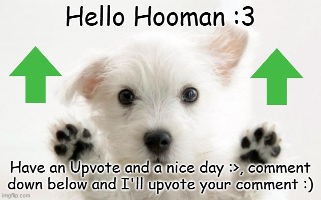 :3 Have a nice day :3 | Hello Hooman :3; Have an Upvote and a nice day :>, comment down below and I'll upvote your comment :) | image tagged in cute dog | made w/ Imgflip meme maker