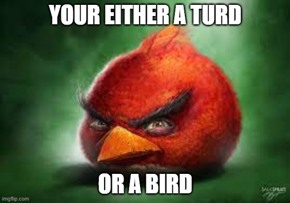AAAAAAAAAAAAAAAAAAAAAAAAAAAAAAAAAAAAAAAAAAAAAAAAAAAAAAAAAAAAAAAAAAAAAAAAAAAAAAAA | YOUR EITHER A TURD; OR A BIRD | image tagged in realistic red angry birds | made w/ Imgflip meme maker