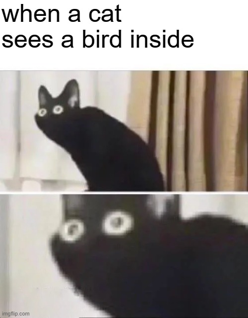 Oh No Black Cat | when a cat sees a bird inside | image tagged in oh no black cat | made w/ Imgflip meme maker
