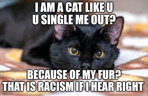 do u think  im bad luck | I AM A CAT LIKE U
U SINGLE ME OUT? BECAUSE OF MY FUR?
THAT IS RACISM IF I HEAR RIGHT | image tagged in meow | made w/ Imgflip meme maker