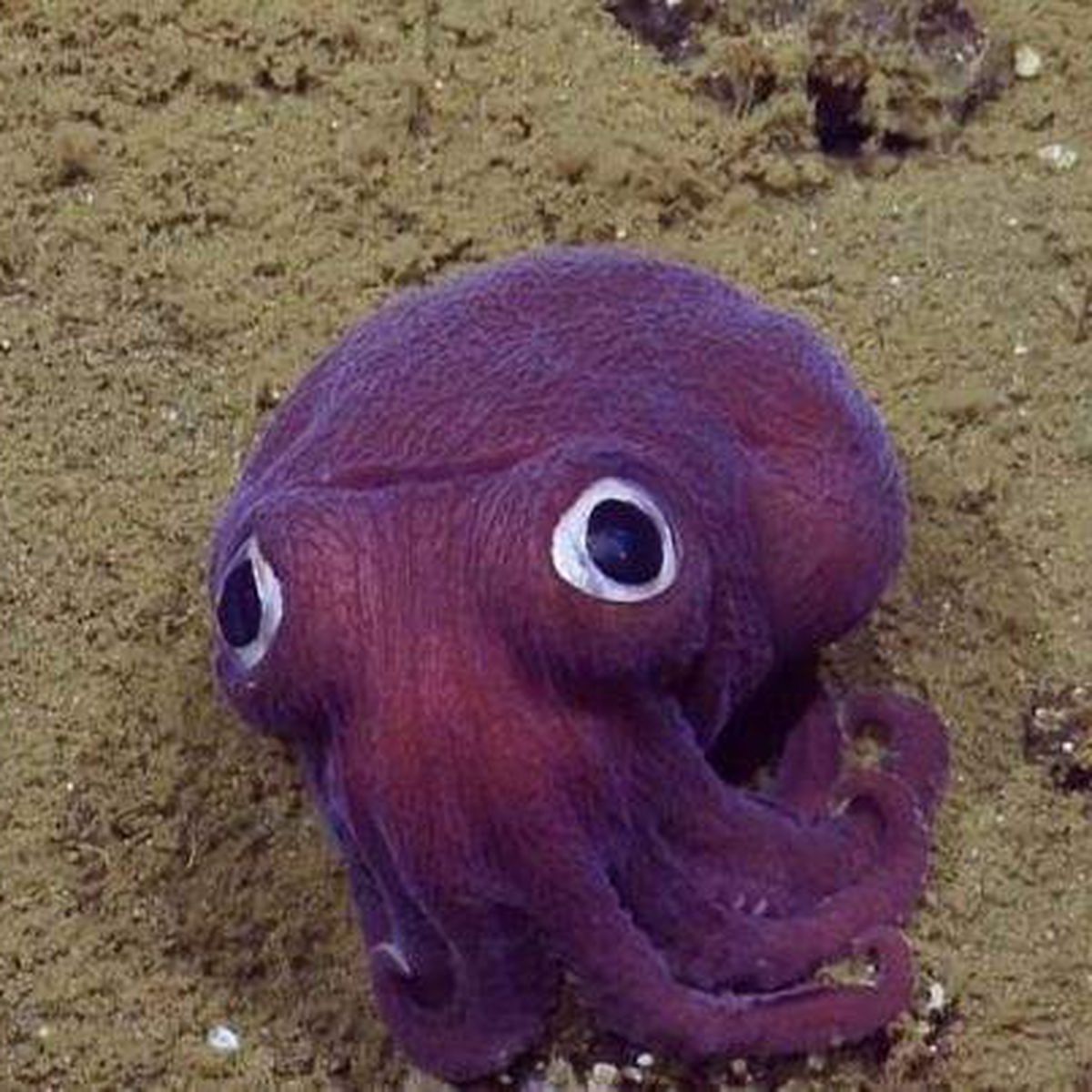High Quality googly eyes squid Blank Meme Template