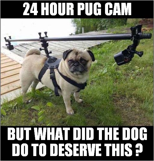 What Is That Dog Wearing ? | 24 HOUR PUG CAM; BUT WHAT DID THE DOG
DO TO DESERVE THIS ? | image tagged in dogs,cameras,surveillance | made w/ Imgflip meme maker