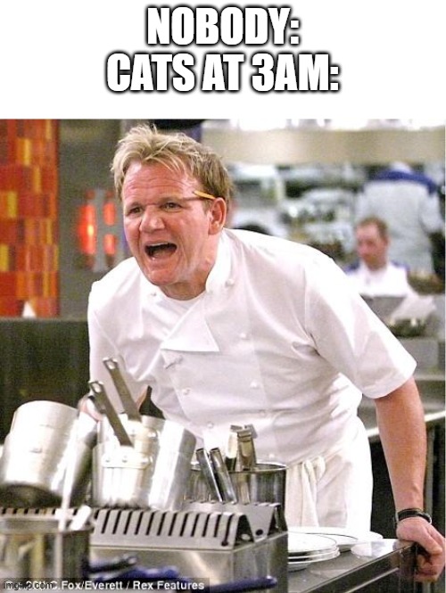 Chef Gordon Ramsay | NOBODY:
CATS AT 3AM: | image tagged in memes,chef gordon ramsay | made w/ Imgflip meme maker