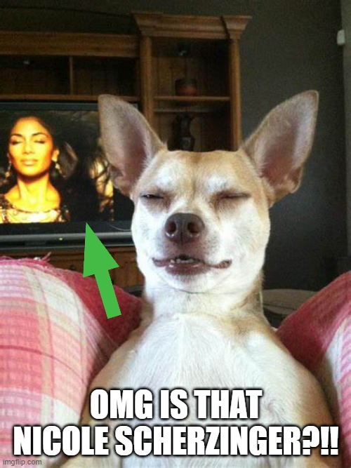 i just noticed that | OMG IS THAT NICOLE SCHERZINGER?!! | image tagged in doggy,upvote | made w/ Imgflip meme maker