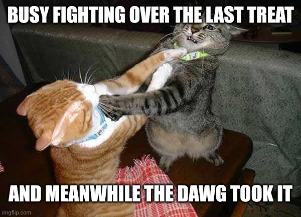 Two cats fighting for real | BUSY FIGHTING OVER THE LAST TREAT; AND MEANWHILE THE DAWG TOOK IT | image tagged in two cats fighting for real | made w/ Imgflip meme maker