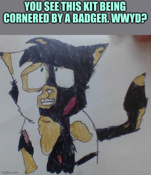 Credit to Lazertheepicwolf on Deviantart | YOU SEE THIS KIT BEING CORNERED BY A BADGER. WWYD? | image tagged in warrior cats rp | made w/ Imgflip meme maker