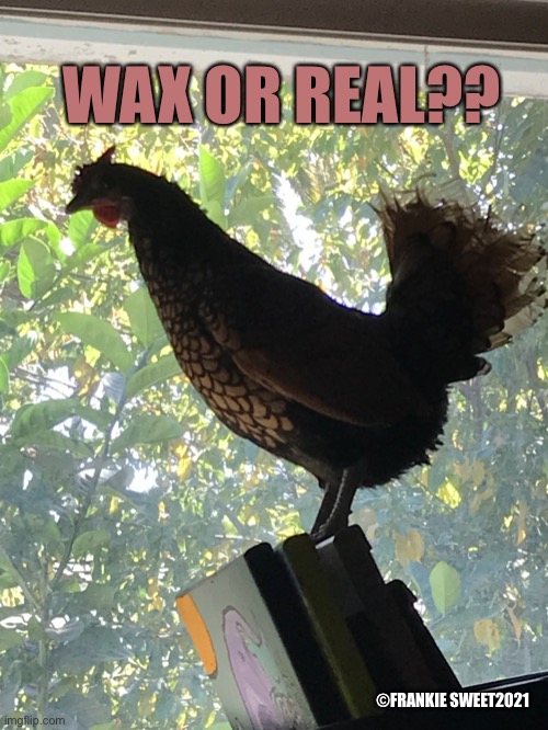 Wax or Real? | WAX OR REAL?? ©FRANKIE SWEET2021 | image tagged in chicken,wax museum,wax,real,pets,animals | made w/ Imgflip meme maker