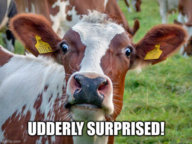 How Dairy!! | UDDERLY SURPRISED! | image tagged in how dairy | made w/ Imgflip meme maker