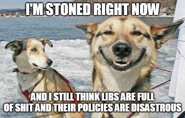 Original Stoner Dog Meme | I'M STONED RIGHT NOW AND I STILL THINK LIBS ARE FULL OF SHIT AND THEIR POLICIES ARE DISASTROUS | image tagged in memes,original stoner dog | made w/ Imgflip meme maker