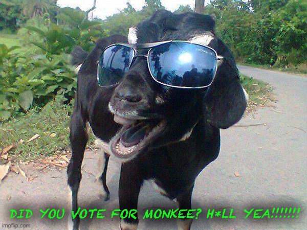 Vote for the csp! | DID YOU VOTE FOR MONKEE? H*LL YEA!!!!!!! | image tagged in hell yeah goat | made w/ Imgflip meme maker
