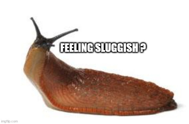 slug life | FEELING SLUGGISH ? | image tagged in slug life | made w/ Imgflip meme maker