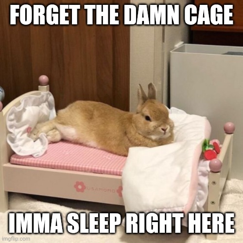 BUNNY BED |  FORGET THE DAMN CAGE; IMMA SLEEP RIGHT HERE | image tagged in bunny,rabbit | made w/ Imgflip meme maker