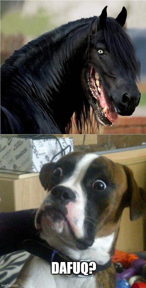CURSED HORSE | DAFUQ? | image tagged in scared dog,cursed image,horse,dog | made w/ Imgflip meme maker