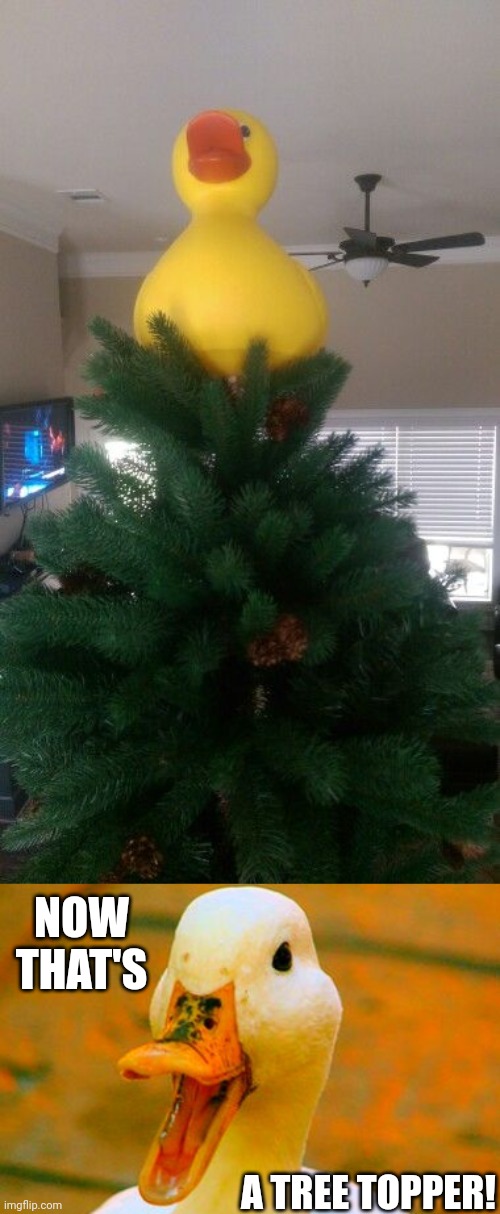 THE DUCK IS THE FIRST ORNAMENT | NOW THAT'S; A TREE TOPPER! | image tagged in duck,rubber ducks,ducks,christmas tree | made w/ Imgflip meme maker