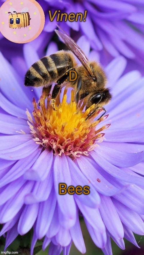 Beeess | :D; Bees | image tagged in beeess | made w/ Imgflip meme maker