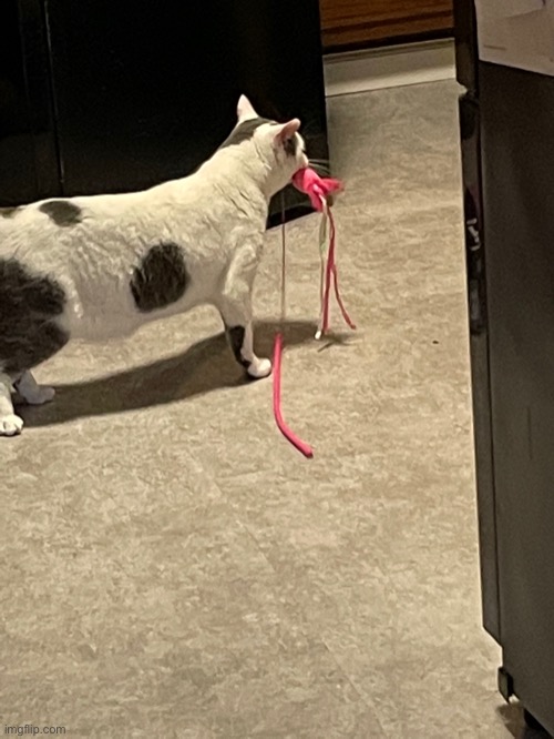What the fuck is my cat doing | made w/ Imgflip meme maker
