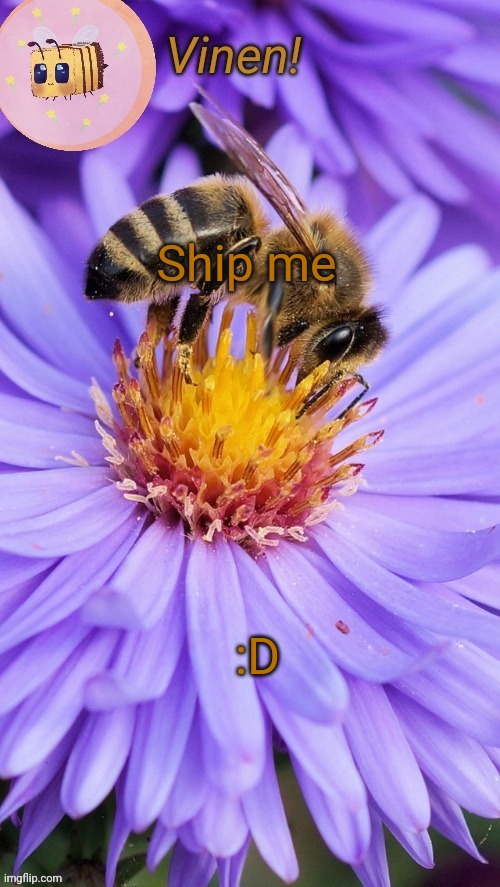 Beeess | Ship me; :D | image tagged in beeess | made w/ Imgflip meme maker