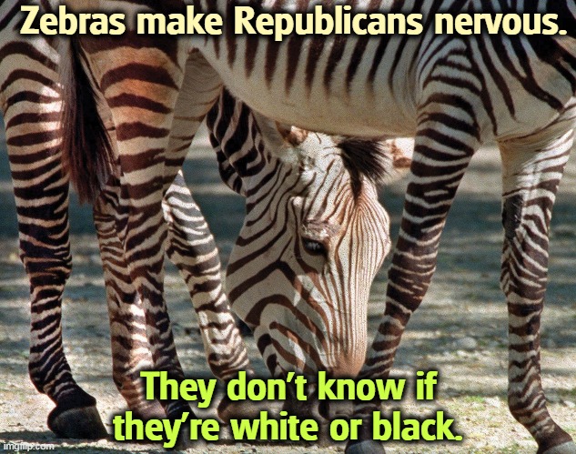 White with black stripes, or black with white stripes? | Zebras make Republicans nervous. They don't know if they're white or black. | image tagged in racist,republicans,zebra,black,white | made w/ Imgflip meme maker
