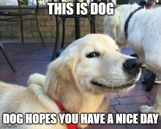 dog smiling | THIS IS DOG; DOG HOPES YOU HAVE A NICE DAY | image tagged in dog smiling | made w/ Imgflip meme maker