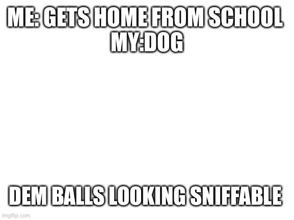 Blank White Template | ME: GETS HOME FROM SCHOOL 
MY:DOG; DEM BALLS LOOKING SNIFFABLE | image tagged in blank white template | made w/ Imgflip meme maker