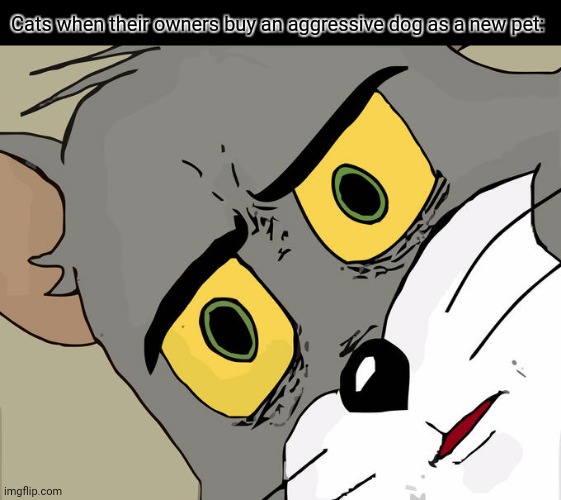 Unsettled Tom | Cats when their owners buy an aggressive dog as a new pet: | image tagged in memes,cat,pit bull | made w/ Imgflip meme maker