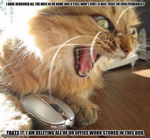 angry cat | I HAVE DEVOURED ALL THE MICE IN UR HOME AND U STILL WON'T GIVE I A NICE TREAT OR EVEN FISHBONES? THATS IT. I AM DELETING ALL OF UR OFFICE WORK STORED IN THIS BOX. | image tagged in memes,kitten,mad | made w/ Imgflip meme maker