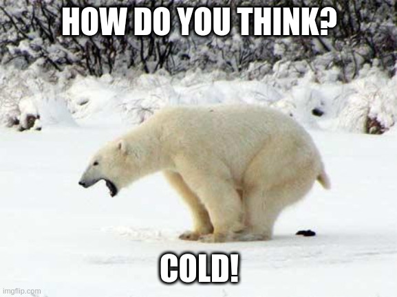 don't ask how's the weather | HOW DO YOU THINK? COLD! | image tagged in polar bear shits in the snow | made w/ Imgflip meme maker