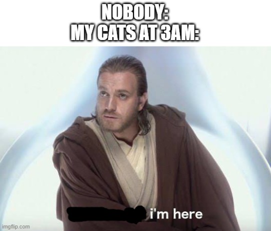 Thats why im here | NOBODY:
MY CATS AT 3AM: | image tagged in thats why im here,cats | made w/ Imgflip meme maker